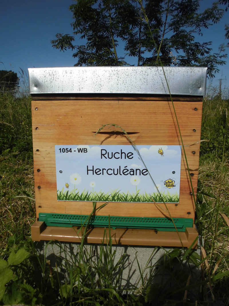 La ruche Herculéane