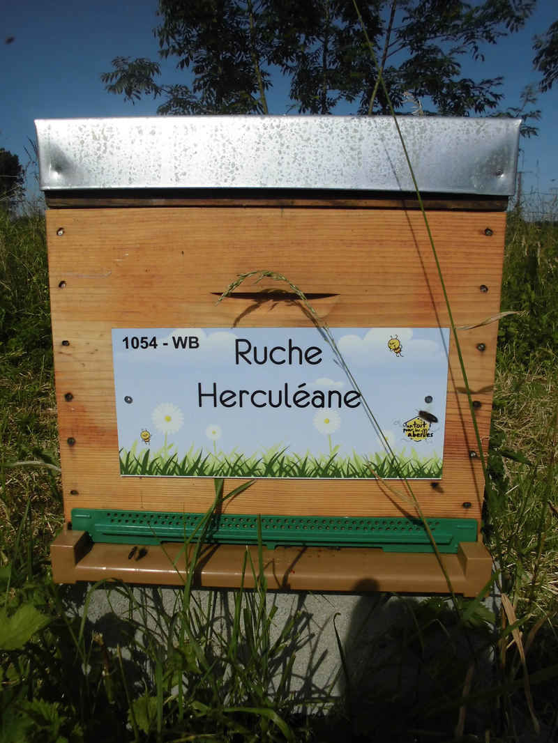 La ruche Herculéane