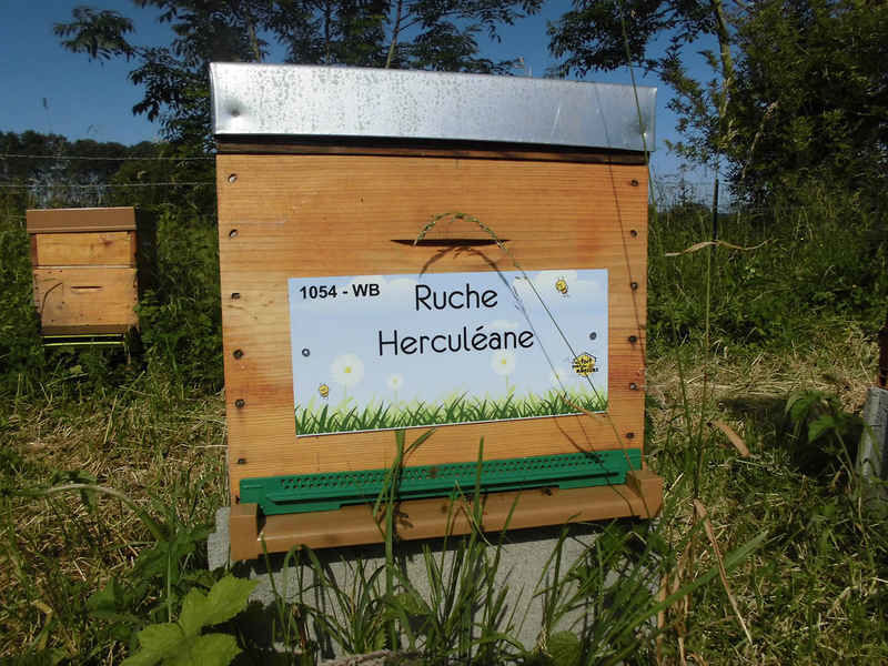 La ruche Herculéane