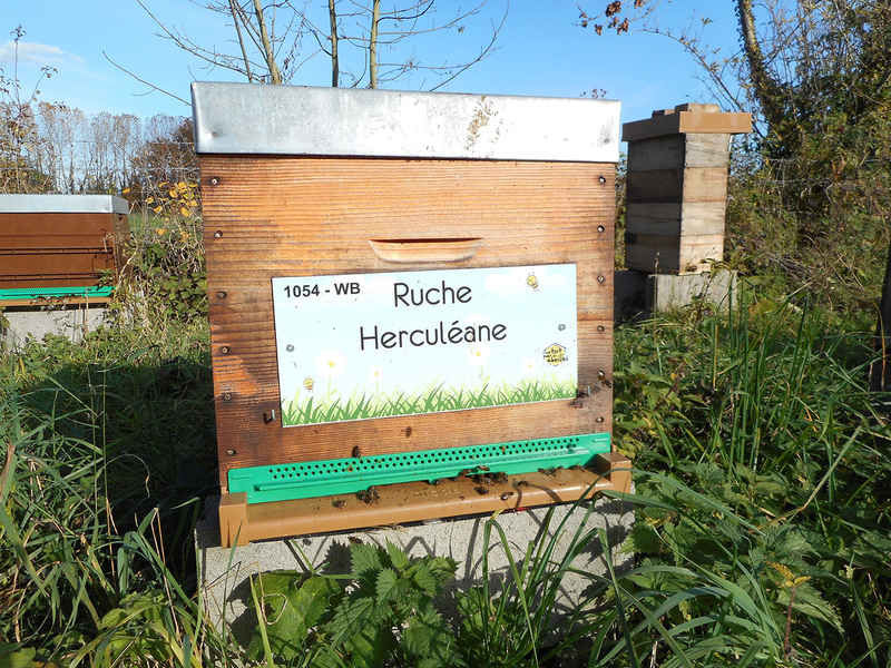 La ruche Herculéane