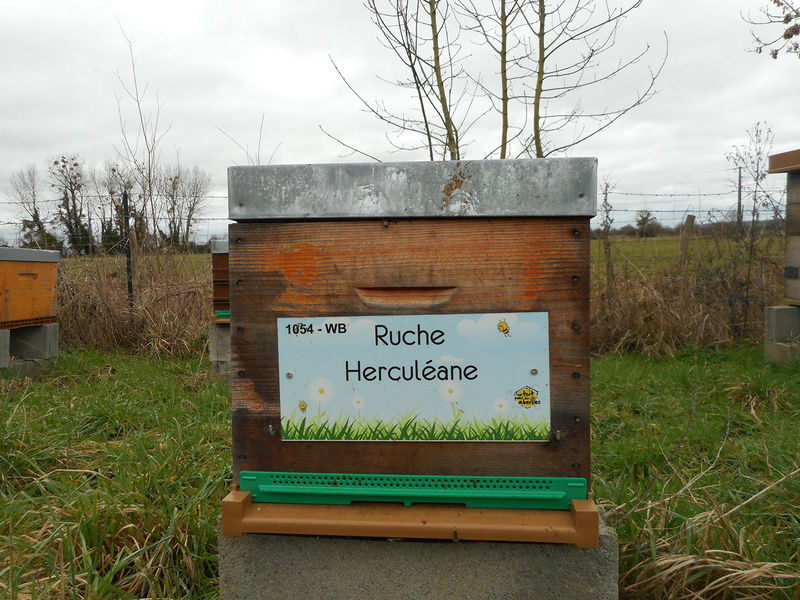 La ruche Herculéane