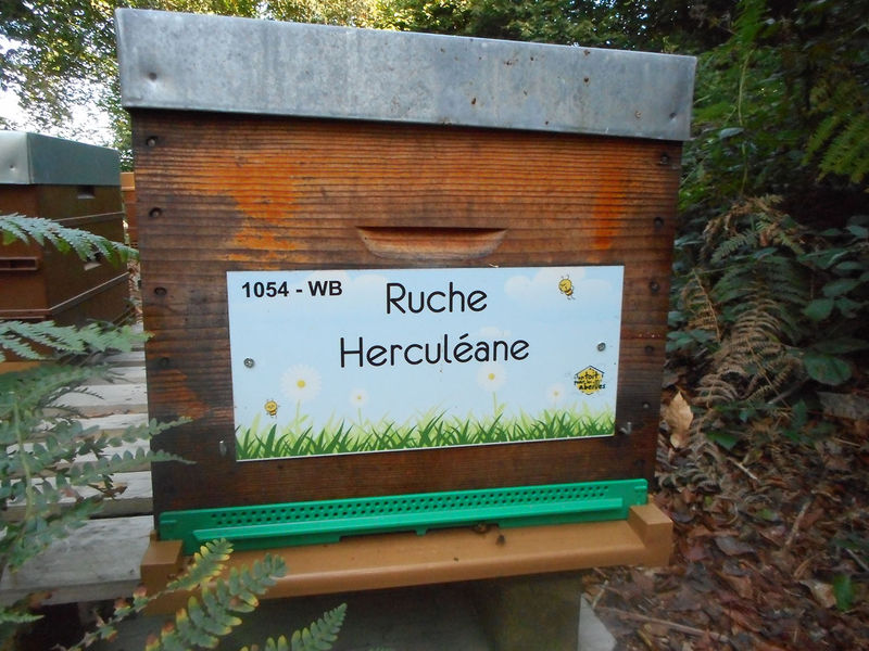 La ruche Herculéane