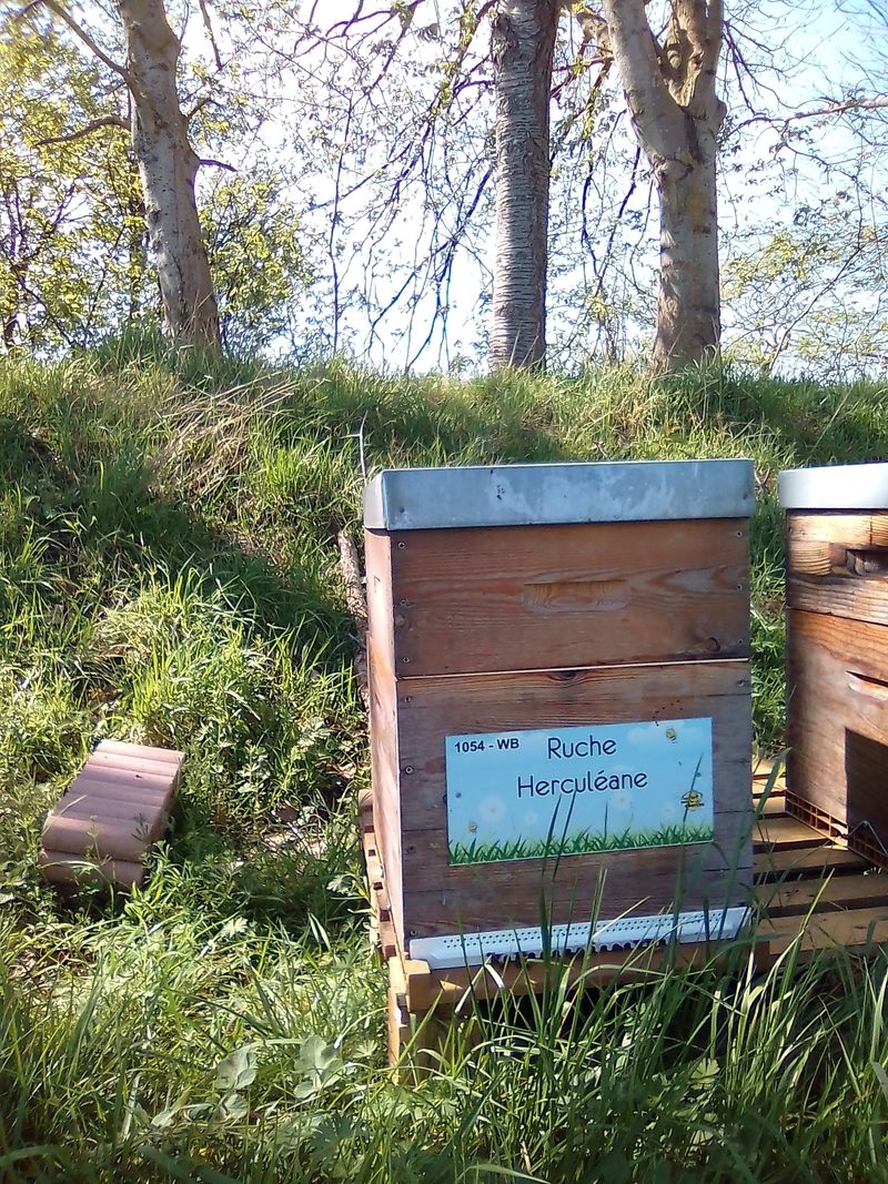 La ruche Herculéane