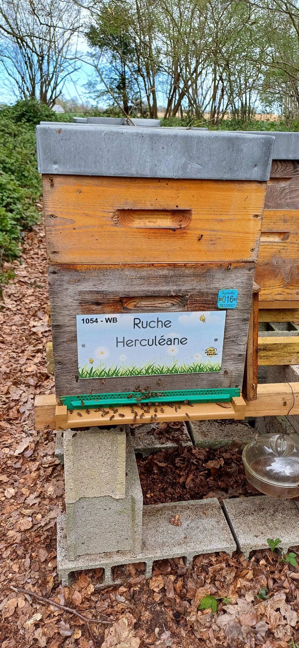 La ruche Herculéane