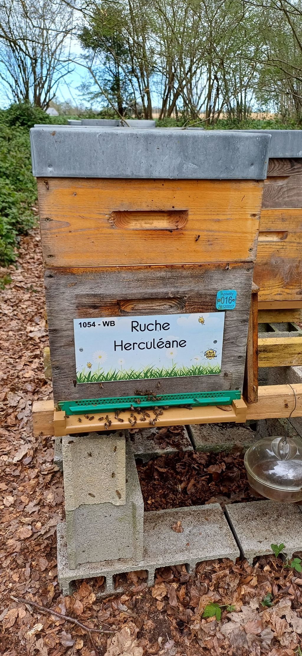 La ruche Herculéane
