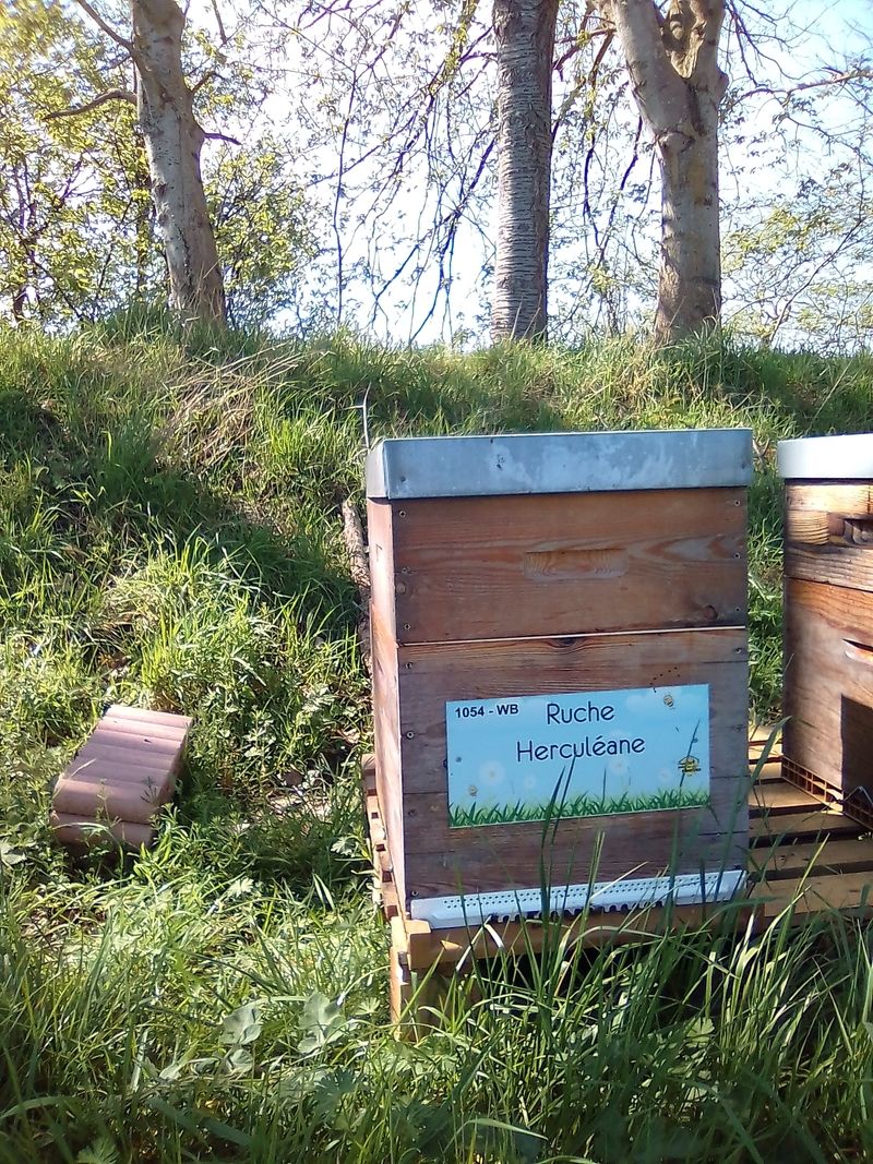 La ruche Herculéane