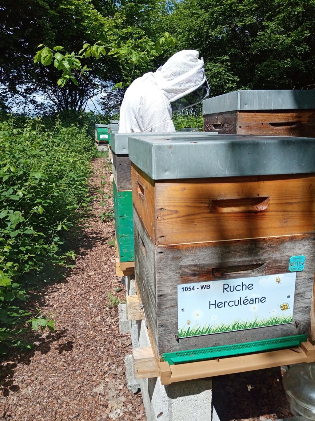 La ruche Herculéane