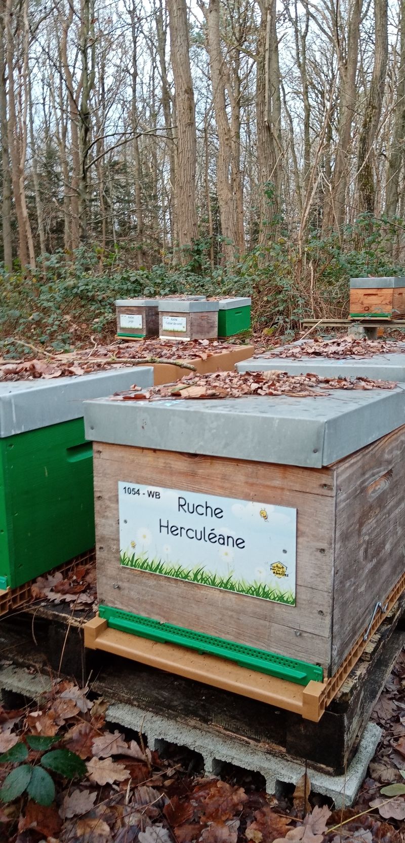 La ruche Herculéane