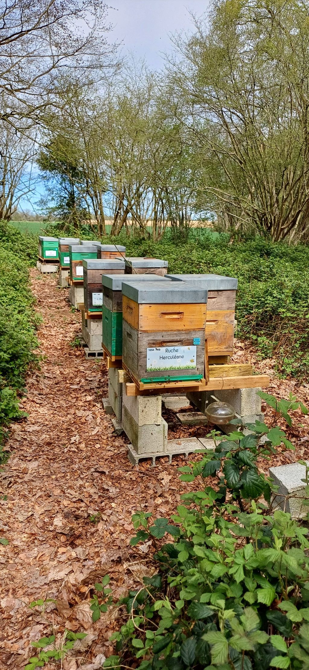 La ruche Herculéane