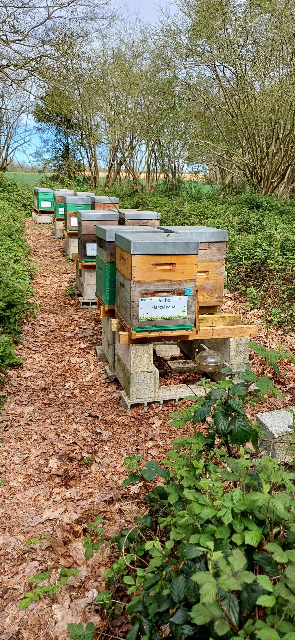 La ruche Herculéane