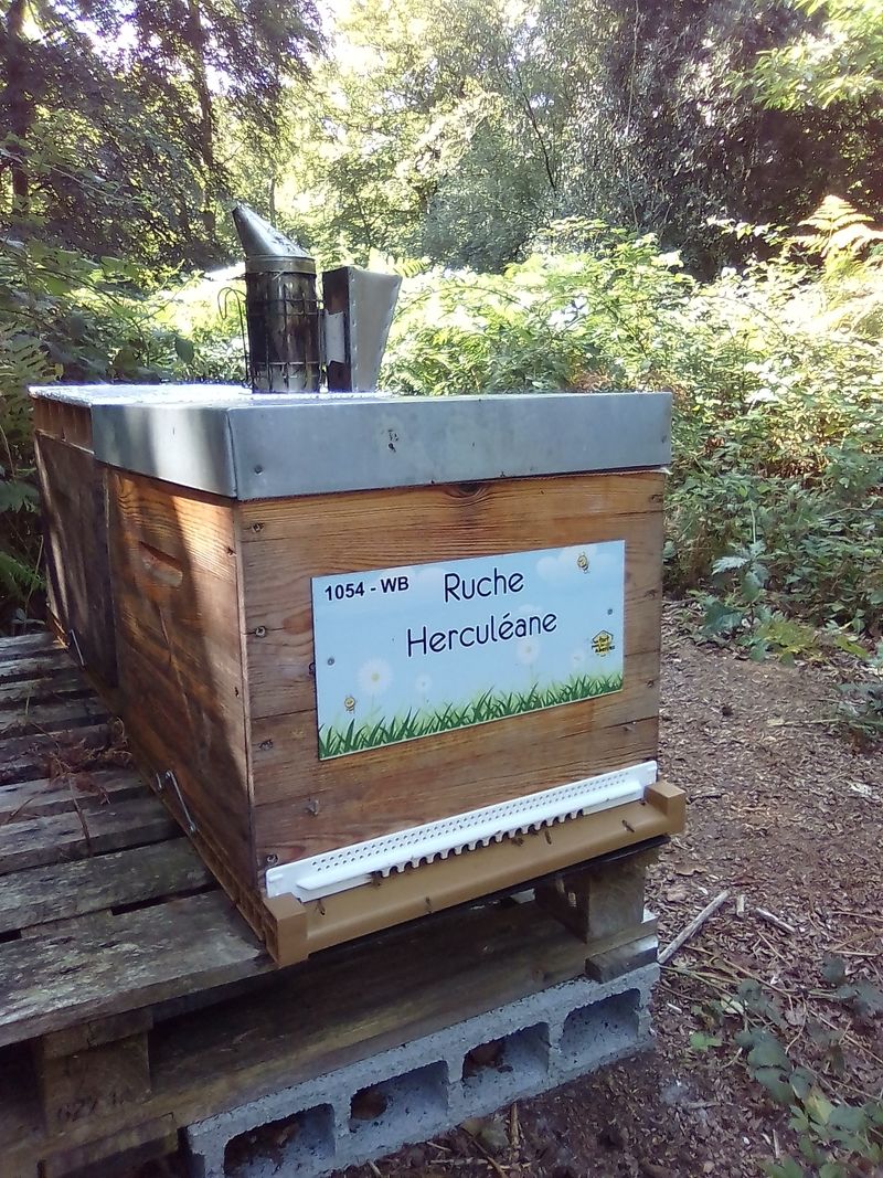 La ruche Herculéane