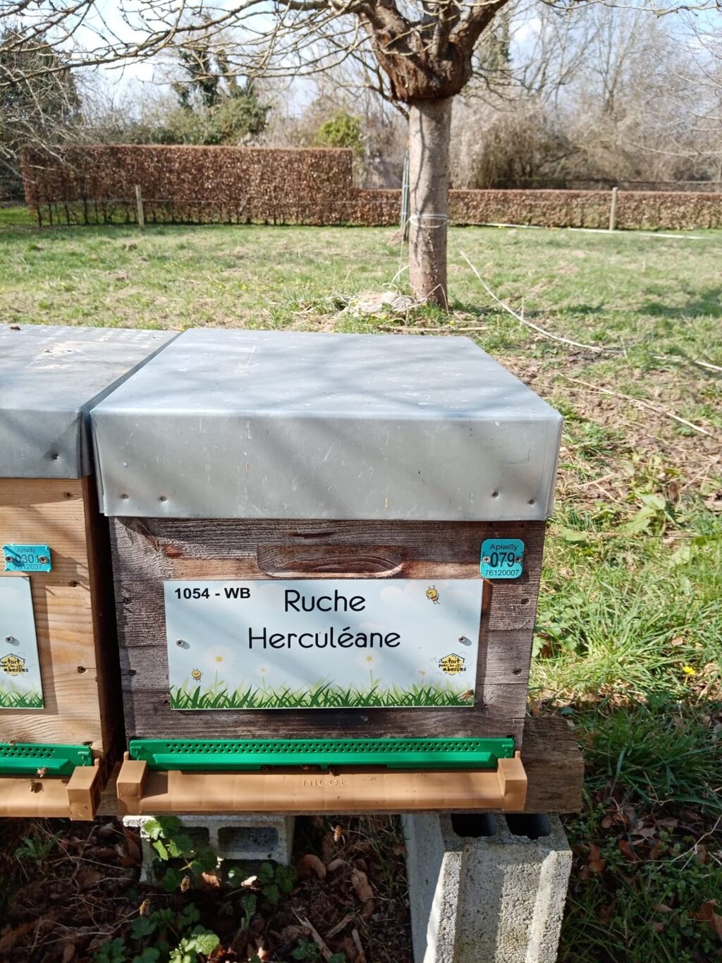 La ruche Herculéane