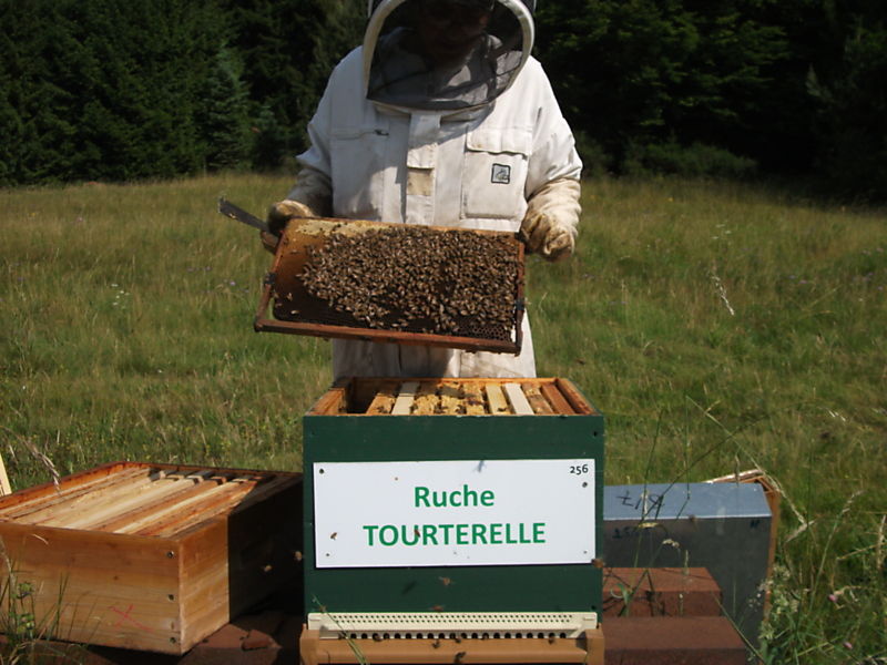 La ruche