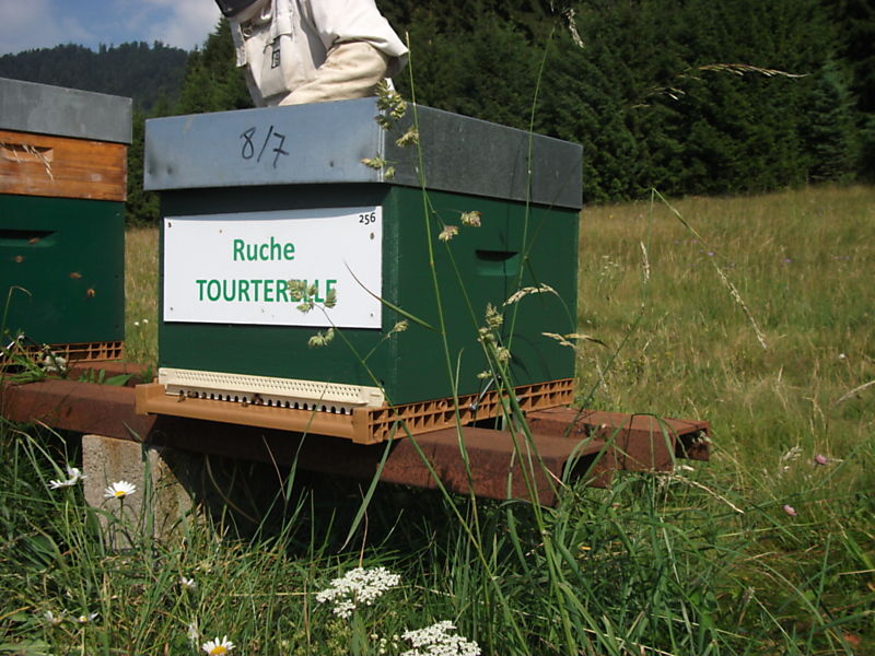 La ruche Tourterelle