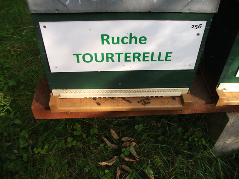 La ruche Tourterelle