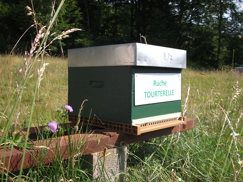 La ruche Tourterelle