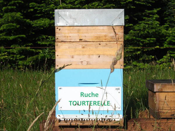 La ruche Tourterelle