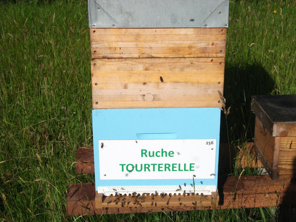 La ruche Tourterelle