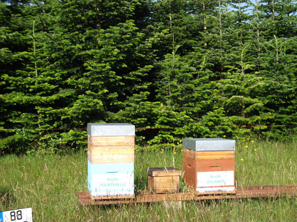La ruche Tourterelle