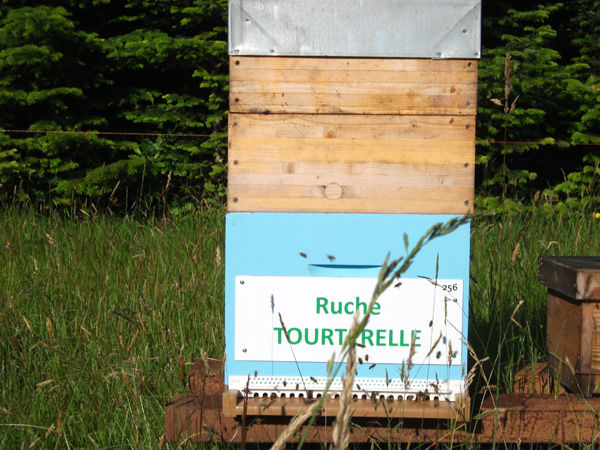 La ruche Tourterelle