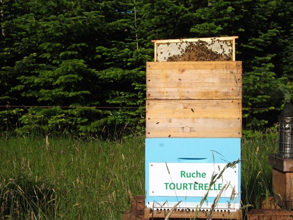 La ruche Tourterelle