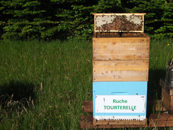 La ruche Tourterelle