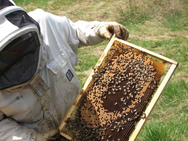 La ruche Tourterelle