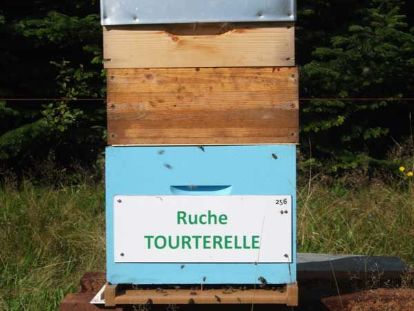 La ruche Tourterelle