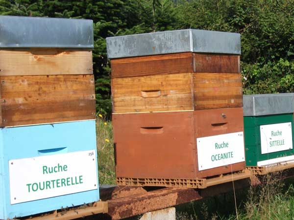 La ruche Tourterelle