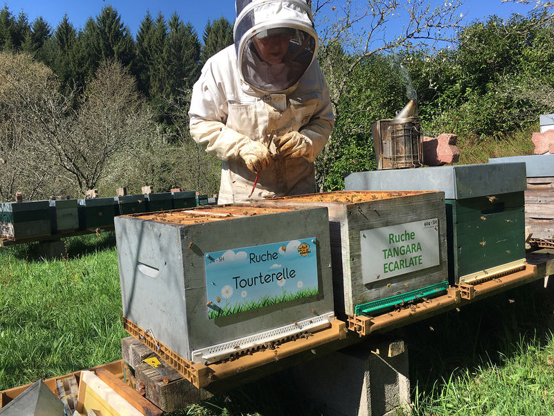 La ruche Tourterelle