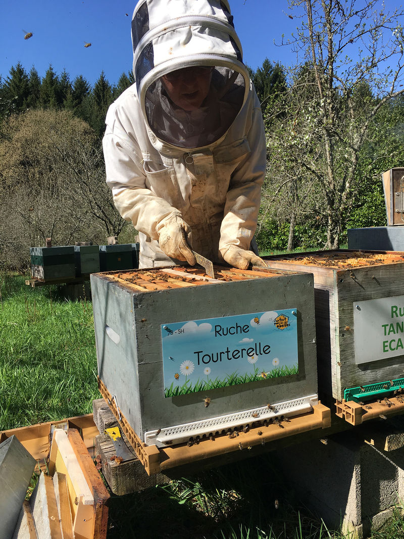 La ruche Tourterelle