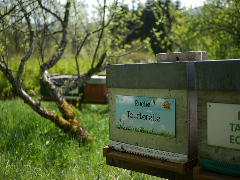 La ruche Tourterelle