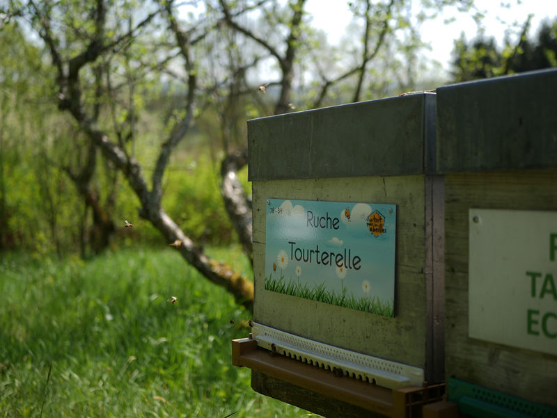 La ruche Tourterelle
