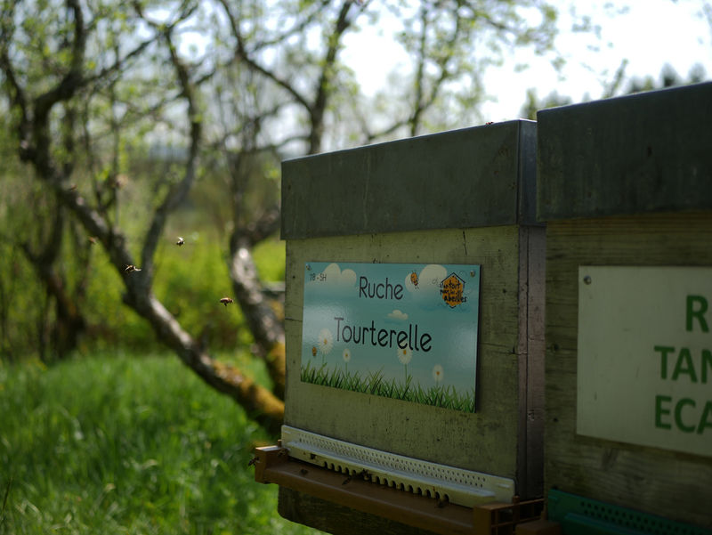 La ruche Tourterelle