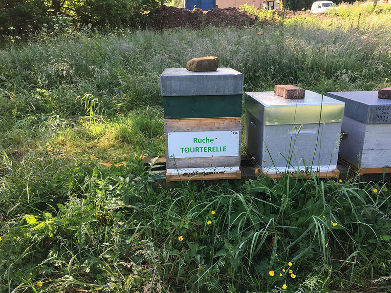 La ruche Tourterelle