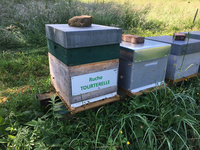 La ruche Tourterelle