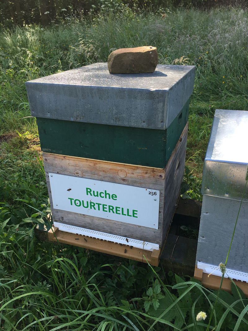 La ruche Tourterelle