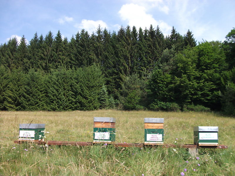 La ruche Tourterelle