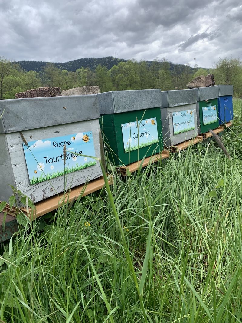 La ruche Tourterelle