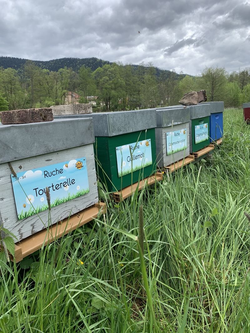 La ruche Tourterelle