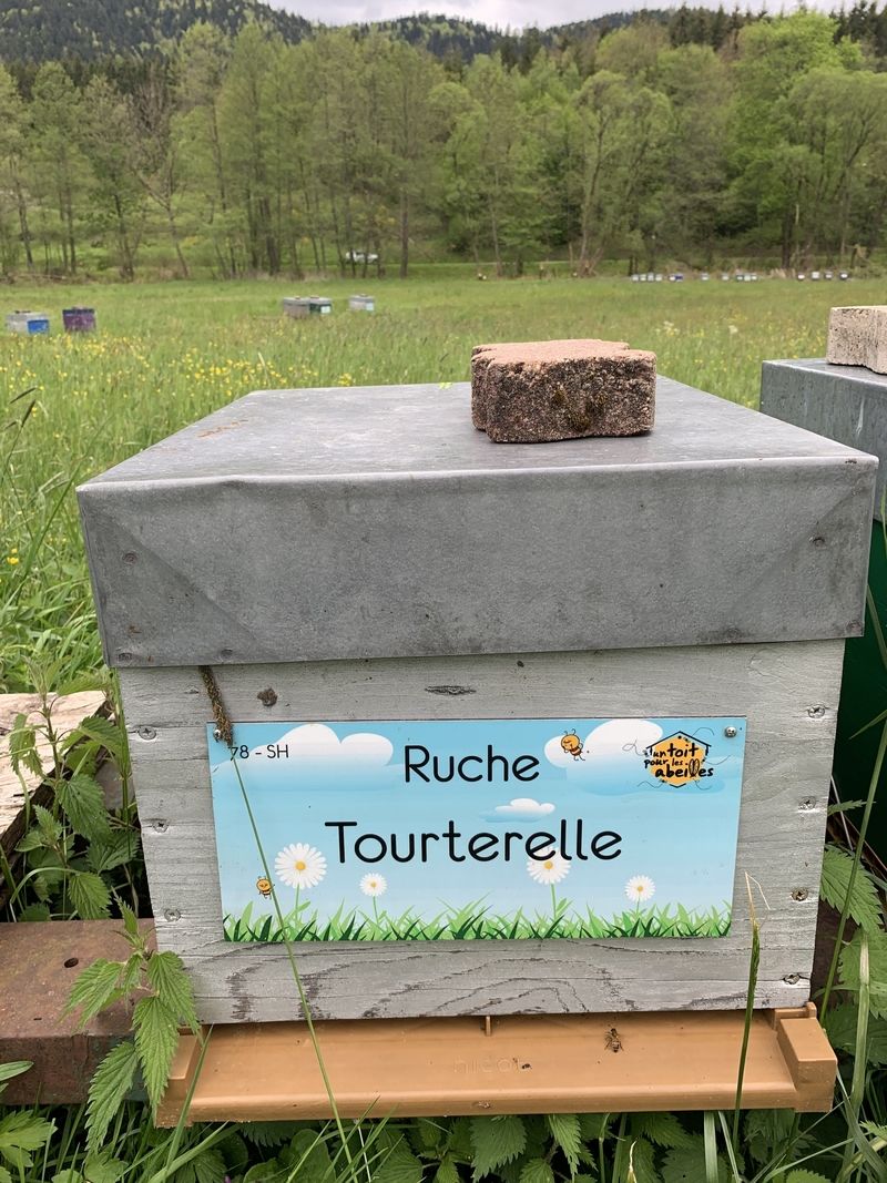 La ruche Tourterelle