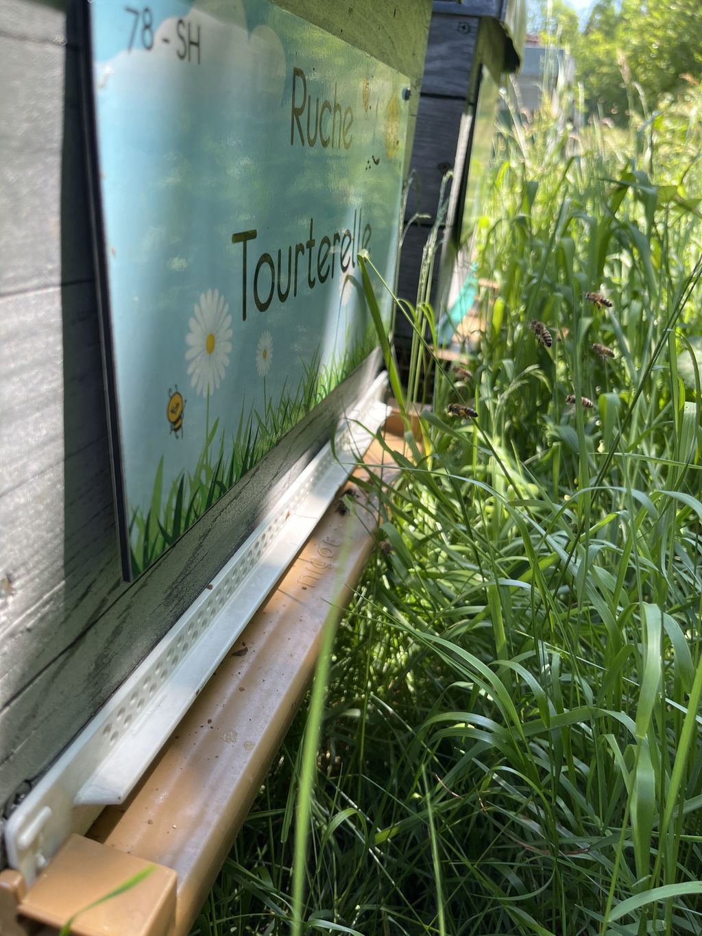 La ruche Tourterelle