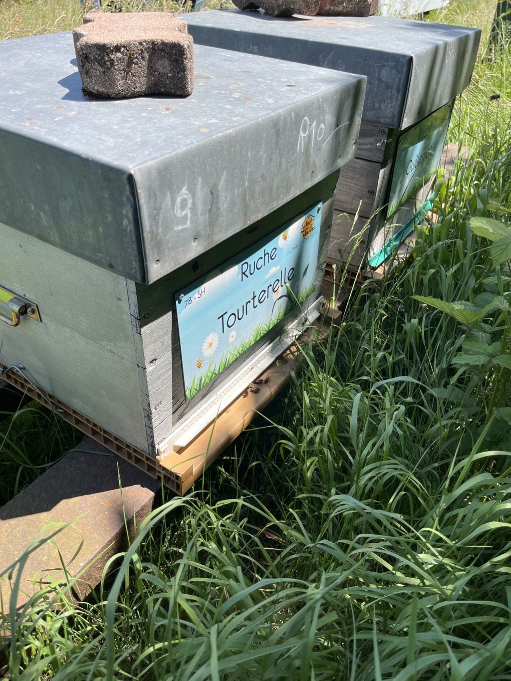 La ruche Tourterelle