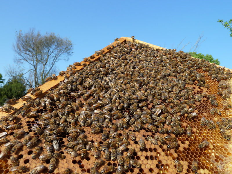 La ruche Hibernie orangée