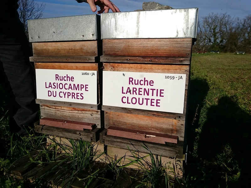 La ruche