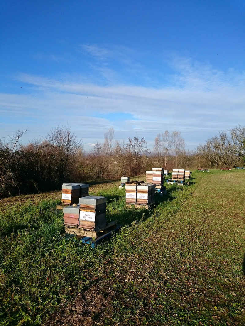 La ruche Larentie cloutee