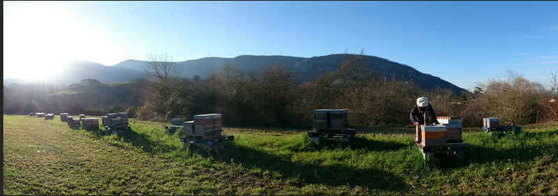 La ruche Larentie cloutee