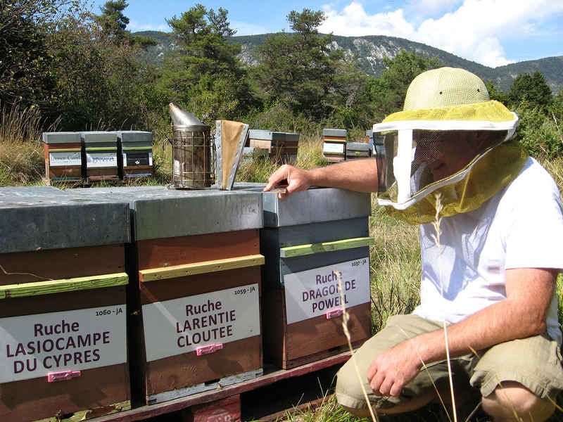 La ruche Larentie cloutee