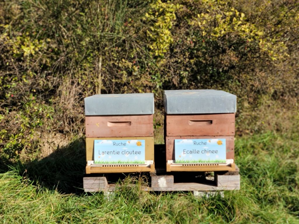 La ruche Larentie cloutee