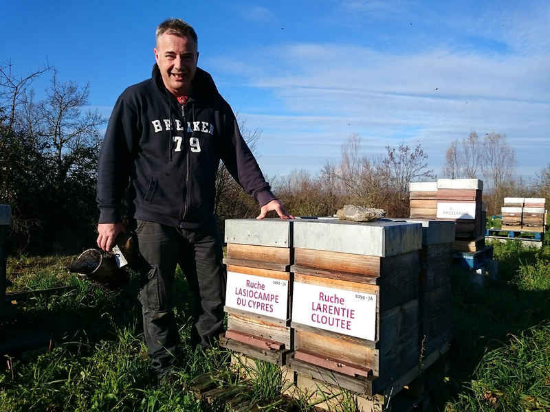 La ruche Lasiocampe du cypres